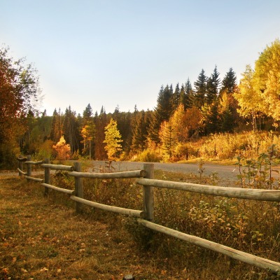 Лес, осень, забор