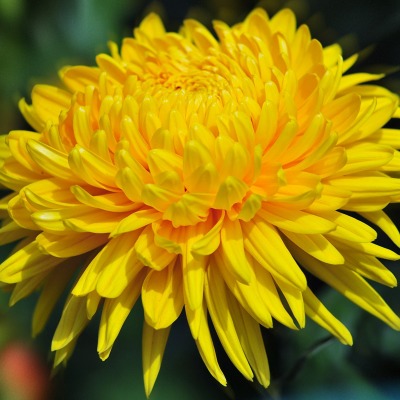 Желтый распустившийся цветок