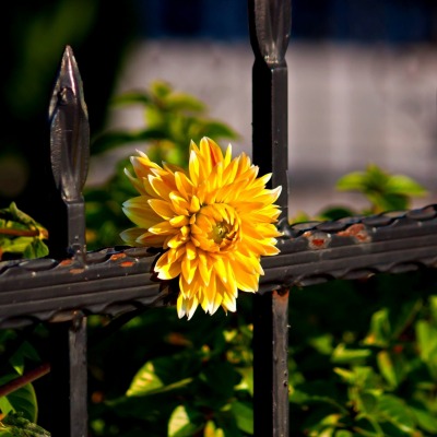 Желтый цветок на заборе