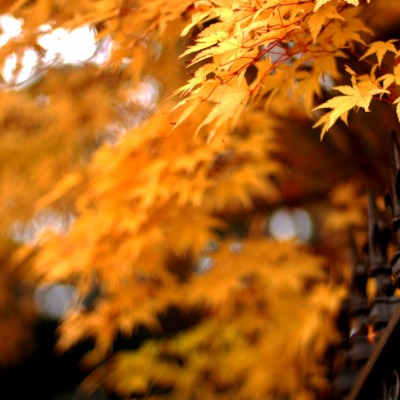 Осень, забор, листья