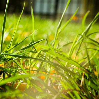 Ярко-зеленая трава
