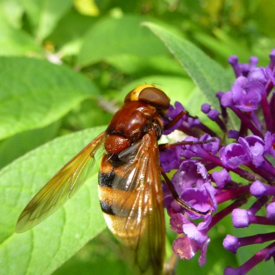Пчела на цветке сирени