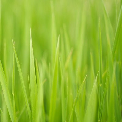 Салатовая трава