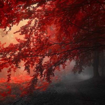 Красные листья на дереве