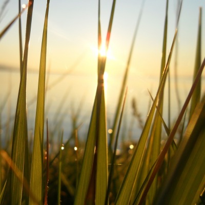 Трава, солнце море