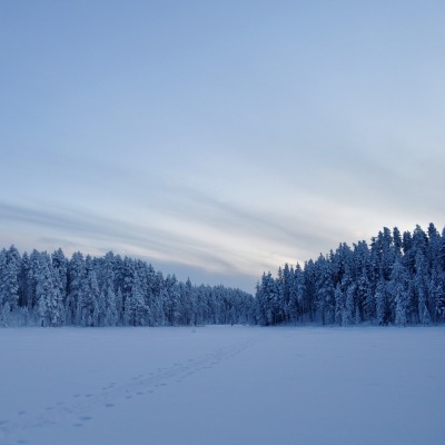 Снежное поле и лес