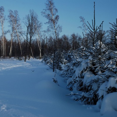 лесная заснеженная дорога