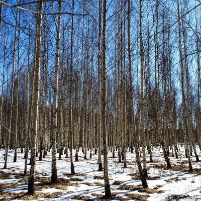 березы в оттепель