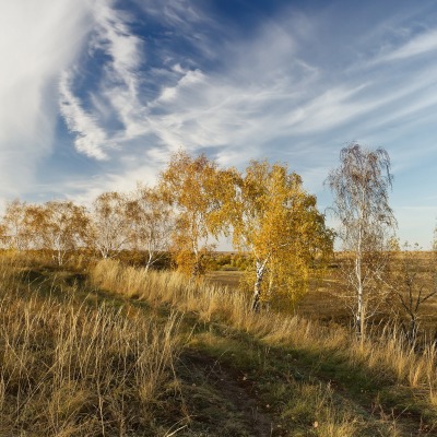 березы в степи