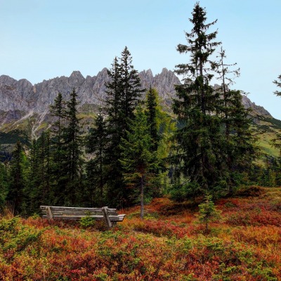 ели, трава, горы, скамейка