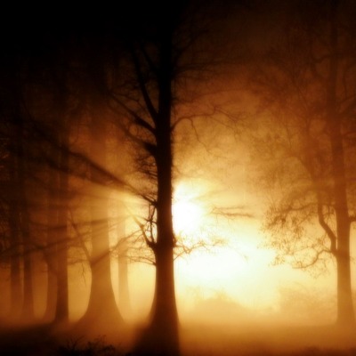 густой лес на закате