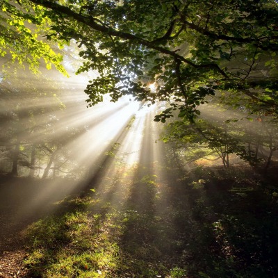 пробивающиеся лучи солнца в лесу