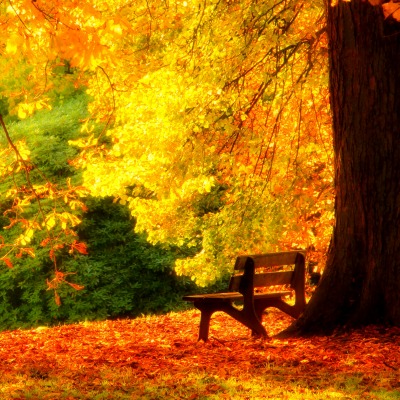Лавочка под деревом Осень1