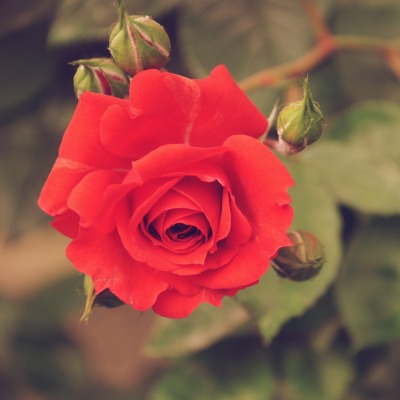 красивая роза