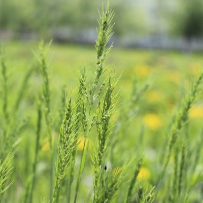 зеленые колосья цветы поляна