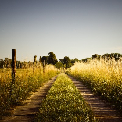 дорога трава поле солнце