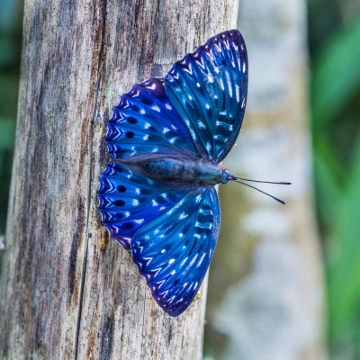 Синяя бабочка дерево