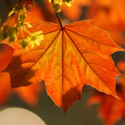 природа лист осень