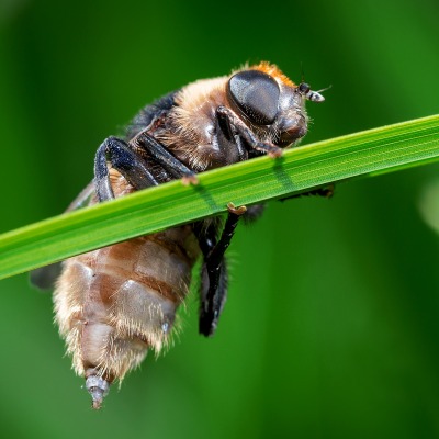 пчела на травинке