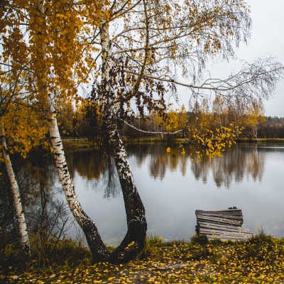 Осень береза озеро