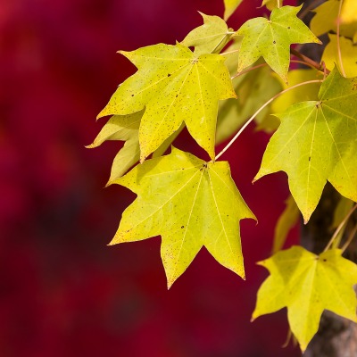 Листья кленовые листья размытие