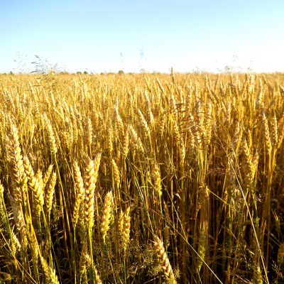 Пшеница колосья поле