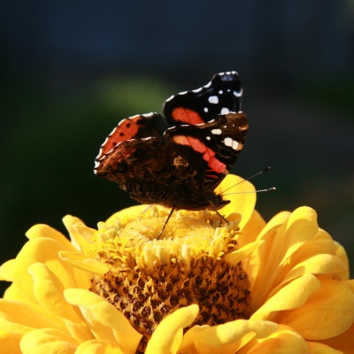 Бабочка цветок
