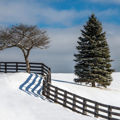 Дерево ель забор снег зима