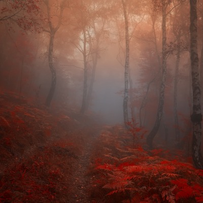 Осень красная деревья туман