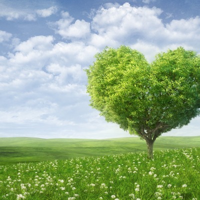 Дерево сердце поле