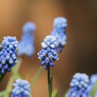 Синие цветы flowers