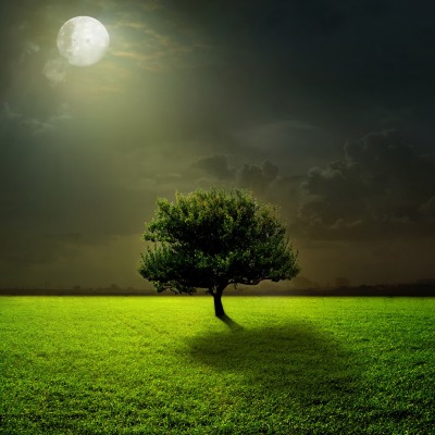 природа дерево трава поле луна