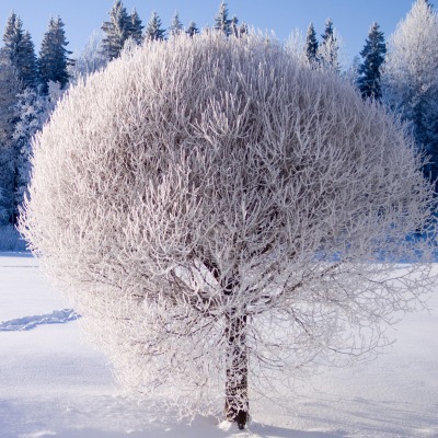 Иней дерево зима