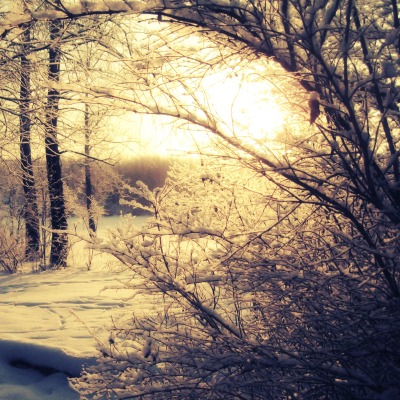 природа деревья зима снег солнце