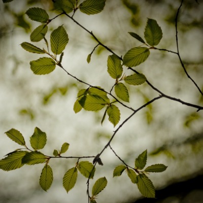 Ветки листья дерево