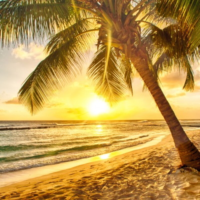 Пальма пляж закат