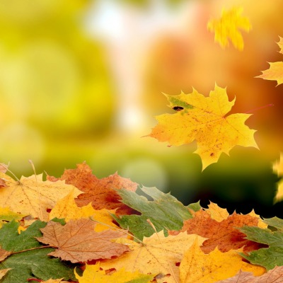 Листья осень