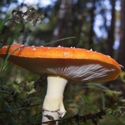 природа грибы деревья крупный план