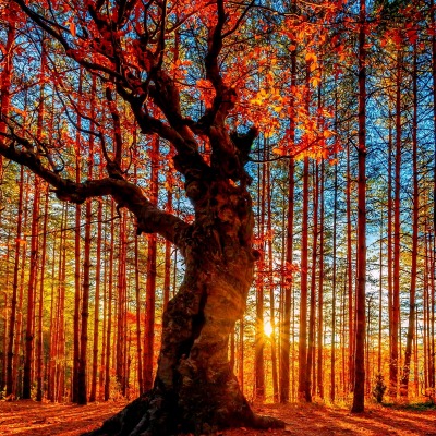 осень деревья солнечный свет лес