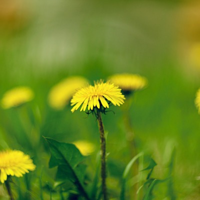 Одуванчик природа желтые цветы трава