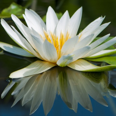 Кувшинка цветок природа вода озеро водяная лилия