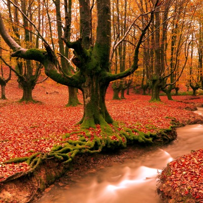 Осень листья речка