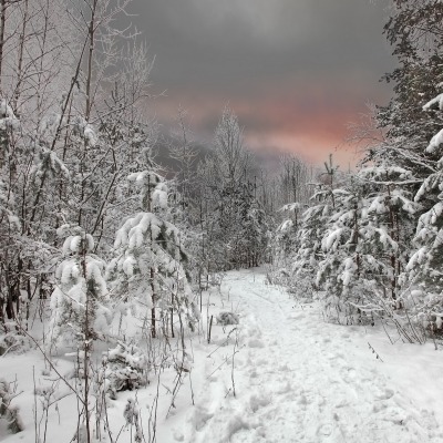 Зима снег лес