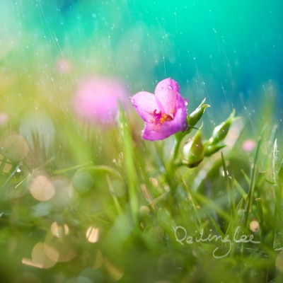 дождь трава цветы природа