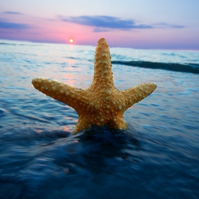 морская звезда море