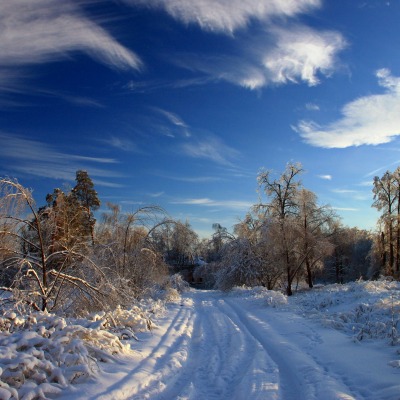 Снег зима дорога лес