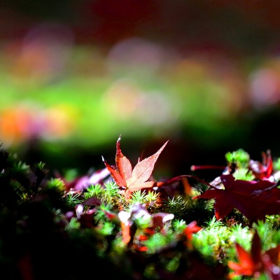 лист осень трава природа