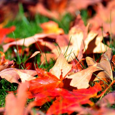 Листья осень на земле