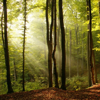 природа деревья осень лес