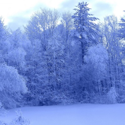 природа зима деревья лес снег